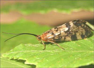 Cover image for research topic "Aquatic Insect Ecology in a Changing World"