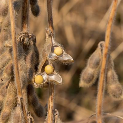 Cover image for research topic "The Role of Lipids in Abiotic Stress Responses"
