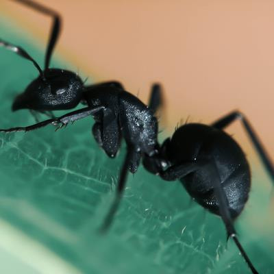Cover image for research topic "Insects as a Model in Behavioral Ecology"