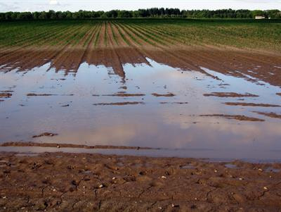 Cover image for research topic "Abiotic stresses in agroecology: a challenge for whole plant physiology"