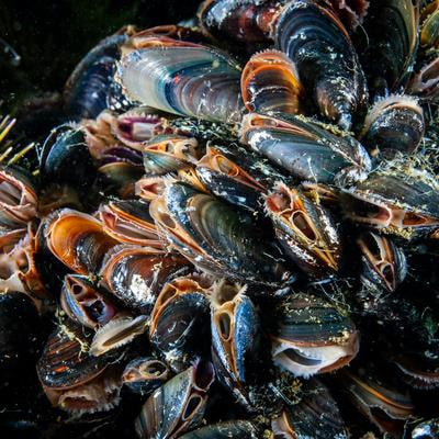 Cover image for research topic "Biological Rhythms of Aquatic Organisms in a Changing Climate"