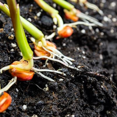 Cover image for research topic "Unraveling the Rhizosphere Interactions: Coupling the Signals of Plant, Microorganisms and Abiotic Environment"