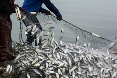 Cover image for research topic "Changes in Estuarine Fishery Ecosystems under Multiple Stressors"