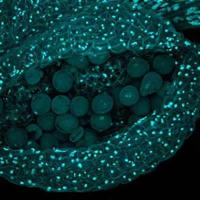 Cover image for research topic "The Application of Optical Metrology in Plant Science"
