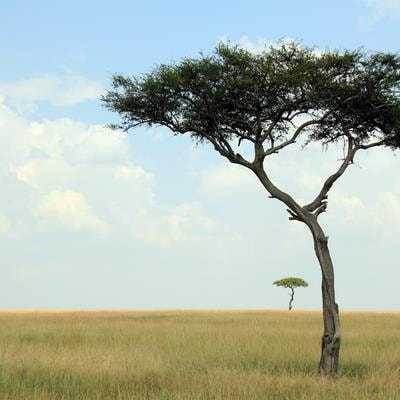 Cover image for research topic "Managing Open Ecosystems for Biodiversity Conservation, Livelihood Improvement and Climate Change Mitigation"