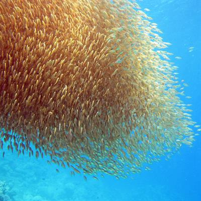 Cover image for research topic "Aquatic Biotechnology and Its Application: Physiological Foundations of Germplasm Improvement"