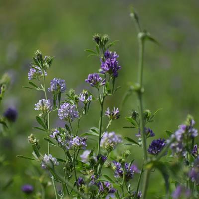 Cover image for research topic "Natural Medicine for Ferroptosis Regulations"