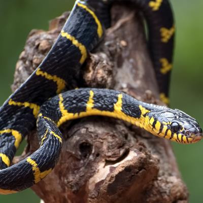 Cover image for research topic "Experimental and computational aspects of bioactive proteins from animal venoms: An insight into pharmacological properties and drug discovery"