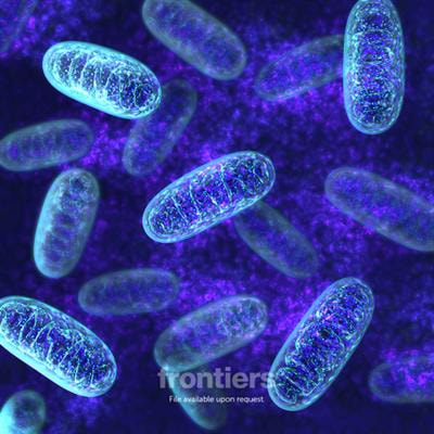 Cover image for research topic "Natural Products in Regulating Mitochondrial Dysfunction"