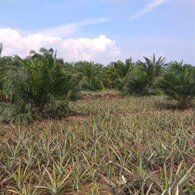 Cover image for research topic "Biogeochemical and Biodiversity Impacts of Oil Palm Land-use in Southeast Asia"