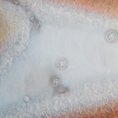 Cover image for research topic "Editors' Showcase: Disease and Health Management"