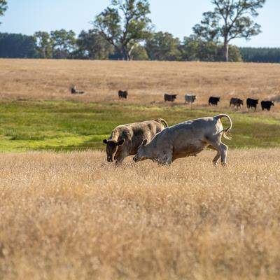 Cover image for research topic "Current State of Male Physiological Research and the Impacts of Environment and Fetal Programming in Livestock"