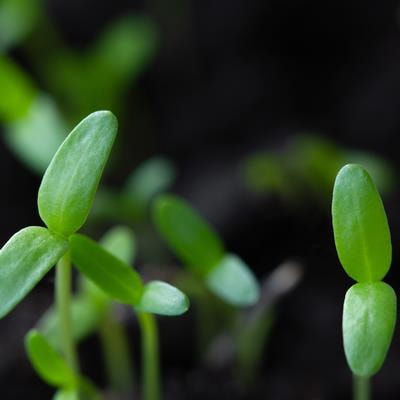 Cover image for research topic "Phytohormones and Nanoparticles: A Critical Tolerance Trade-off in Plant Abiotic and Biotic Stress Resistance"