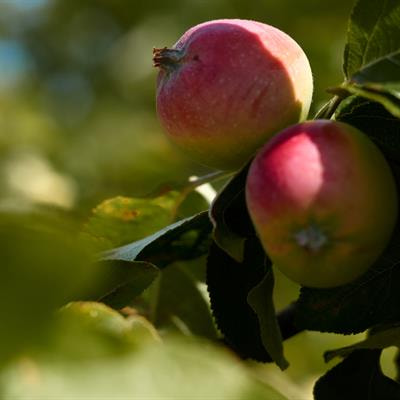 Cover image for research topic "Epidemiology and Management of Pome Fruit Diseases"