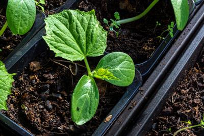 Cover image for research topic "Nutrient Use Efficiency of Plants under Abiotic Stress"