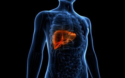 Cover image for research topic "Gut-Liver Axis, Interaction of Gut Microbiota and Glucose-Lipid Metabolism"