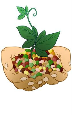 Cover image for research topic "Advances in legume research"