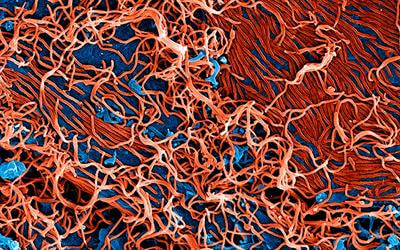 Cover image for research topic "Pathogenic Microbiology in West Africa"