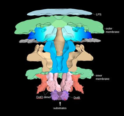 Cover image for research topic "An Update on Bacterial Secretion Systems: their Substrate Delivery Mechanisms and their Role in Bacterial Physiology and Pathogenesis"