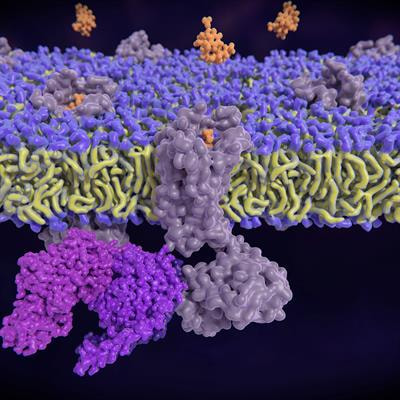 Cover image for research topic "Regulation and Dysfunction of CSK and CHK"