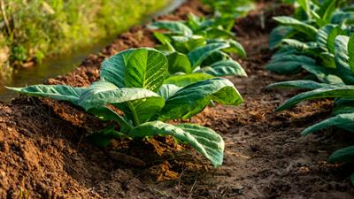Cover image for research topic "Molecular Mechanisms of Specialized Metabolites in the Regulation of Plant Development and Stress Resistance"