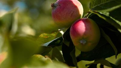 Cover image for research topic "Advances in Ripening Regulation, Quality Formation, Pre and Post-harvest Applications of Horticultural Products"
