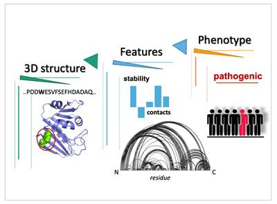 Cover image for research topic "Structural Understanding of the Functional Consequences of Missense Mutation"