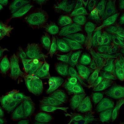 Cover image for research topic "Brief Research Reports in Experimental Pharmacology and Drug Discovery: 2022"