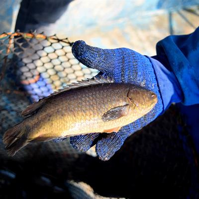 Cover image for research topic "Food of the Future: Algae and Aquaculture"
