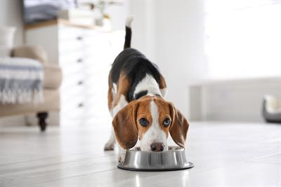 Cover image for research topic "Nutrition and Management of Animals We Keep as Companions, volume II"