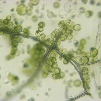 Cover image for research topic "Genomics in Plant Sciences: Understanding and Development of Stress-Tolerant Plants"