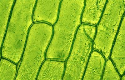 Cover image for research topic "Plant Chassis for Synthetic Biology and Its Application in Biomanufacturing"
