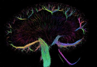 Cover image for research topic "Kidney Structure and Function: Interdisciplinary Approaches in Basic and Translational Research"