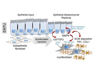 Cover image for research topic "Mucosal adaptations to chronic airway injury: Mechanisms and interrelationships of epithelial plasticity on innate immunity and airway remodeling"