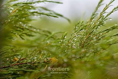Cover image for research topic "Plant Secondary Metabolites and Their Effects on Environmental Adaptation Based on Functional Genomics"