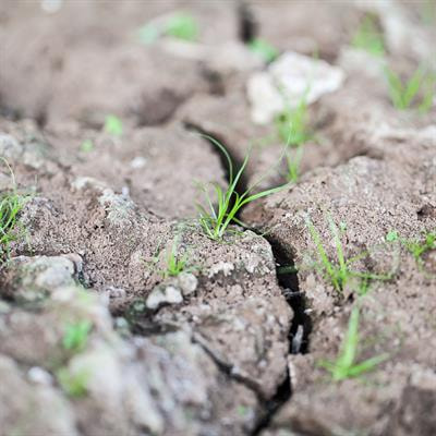 Cover image for research topic "Abiotic Stress Tolerance Enhancement in Crop Plants Under the Current Climate Change Scenario"