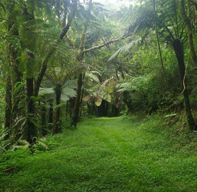 Cover image for research topic "Molecular Systematics and Phylogeography of Tropical and Subtropical Biodiversity"