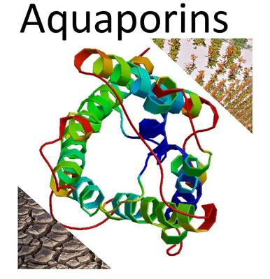 Cover image for research topic "Aquaporins: dynamic role and regulation"