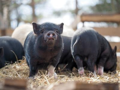 Cover image for research topic "Emerging Swine Infectious Diseases"