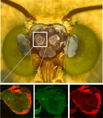Cover image for research topic "Recent Advances in Insect Olfaction: Characterization of Neural Circuits from Sensory Input to Motor Output"