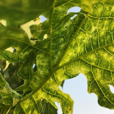 Cover image for research topic "Integrated Pest Management of Tropical Crops"