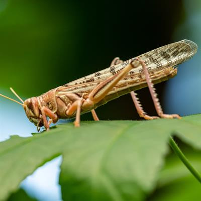 Cover image for research topic "Food of the Future: Insects"