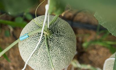 Cover image for research topic "Cucurbitaceae: Multi-omics, Functional Analysis, and Molecular Breeding"