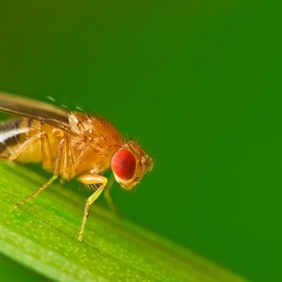 Cover image for research topic "Model Organisms in Toxicology"