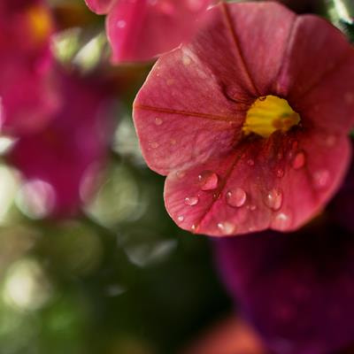 Cover image for research topic "Flowering Time Control in Agricultural and Horticultural Crops, Volume II"