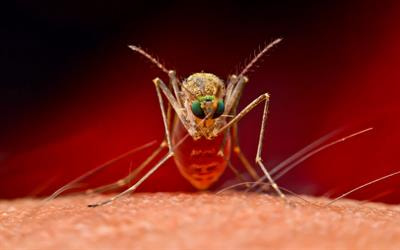 Cover image for research topic "Control and Prevention of Tropical Diseases by Advanced Tools and the One Health Approach"