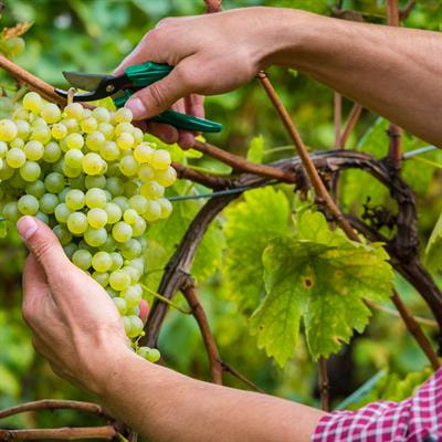 Cover image for research topic "Improving The Sustainability Of Winegrape Vineyards During Climate Change"