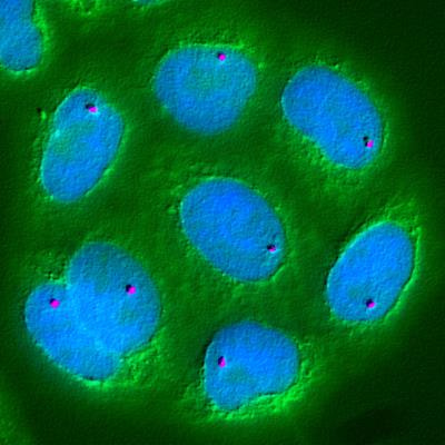 Cover image for research topic "Genomics and Phenomics of Crop Wild Relatives (CWRs) For Crop Improvement"