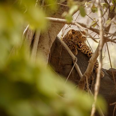 Cover image for research topic "Ecosystem and Planetary Health and Emerging/Re-emerging Zoonoses"