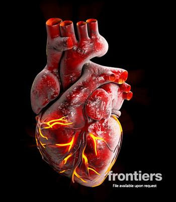 Cover image for research topic "Molecular Mechanism and Pharmacology of Metabolism and Cardiac Remodeling"
